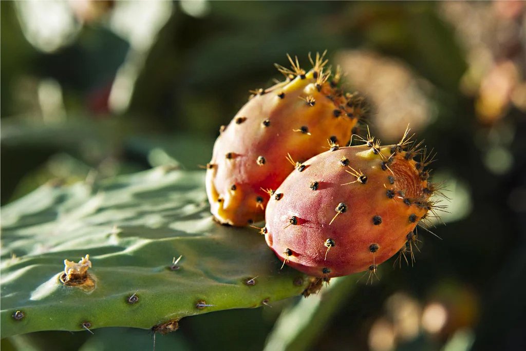 Organic Prickly Pear